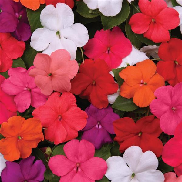 Beacon<sup>®</sup> Formula Mixture Improved Bloom