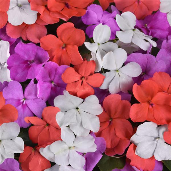 Beacon<sup>®</sup> Pearl Island Mixture Bloom