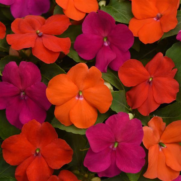 Beacon<sup>®</sup> Sanibel Mixture Improved Bloom
