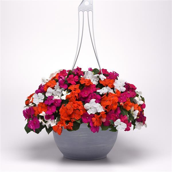 Beacon<sup>®</sup> Lindau Mixture Improved Basket