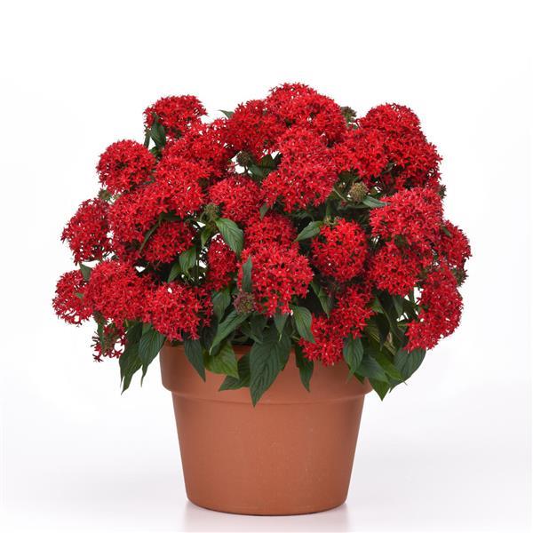 Lucky Star<sup>®</sup> Bright Red Container