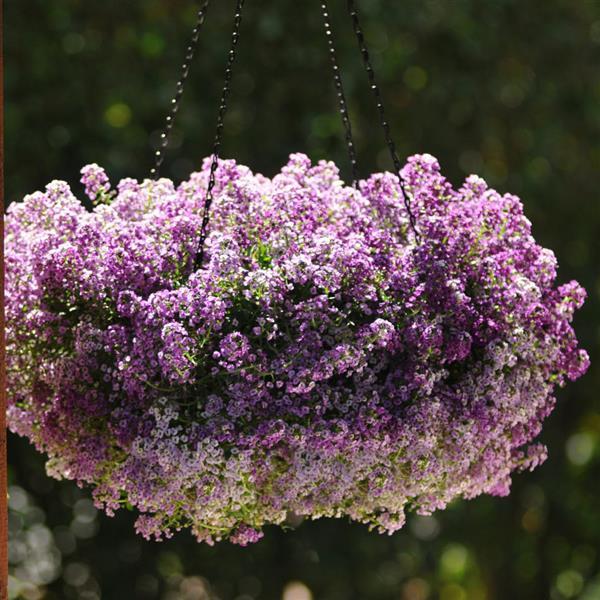Clear Crystal<sup>®</sup> Lavender Shades Basket
