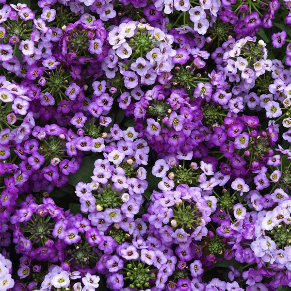 Clear Crystal<sup>®</sup> Lavender Shades Bloom