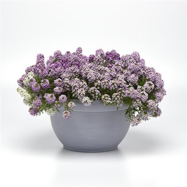 Clear Crystal<sup>®</sup> Lavender Shades Container