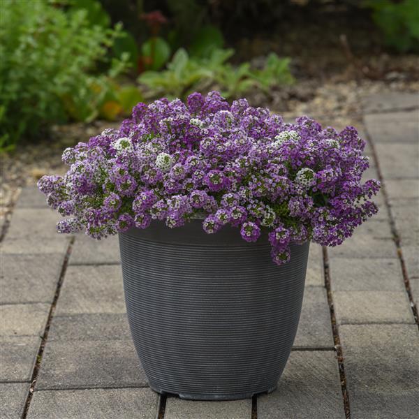 Clear Crystal<sup>®</sup> Lavender Shades Garden