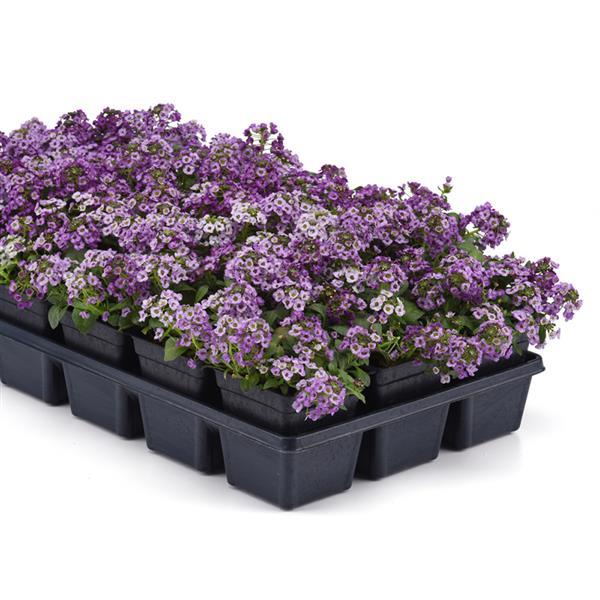 Clear Crystal<sup>®</sup> Lavender Shades Greenhouse