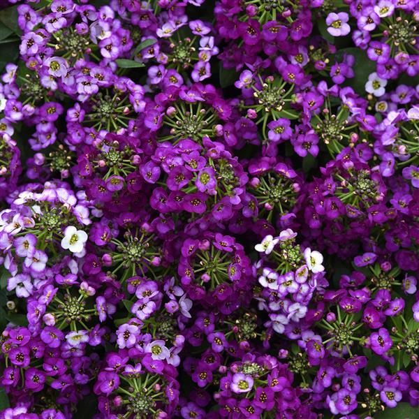 Clear Crystal<sup>®</sup> Purple Shades Bloom
