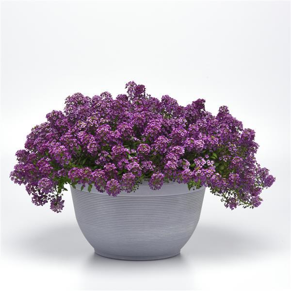 Clear Crystal<sup>®</sup> Purple Shades Container