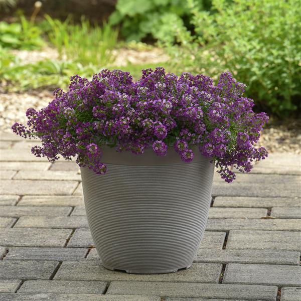 Clear Crystal<sup>®</sup> Purple Shades Garden