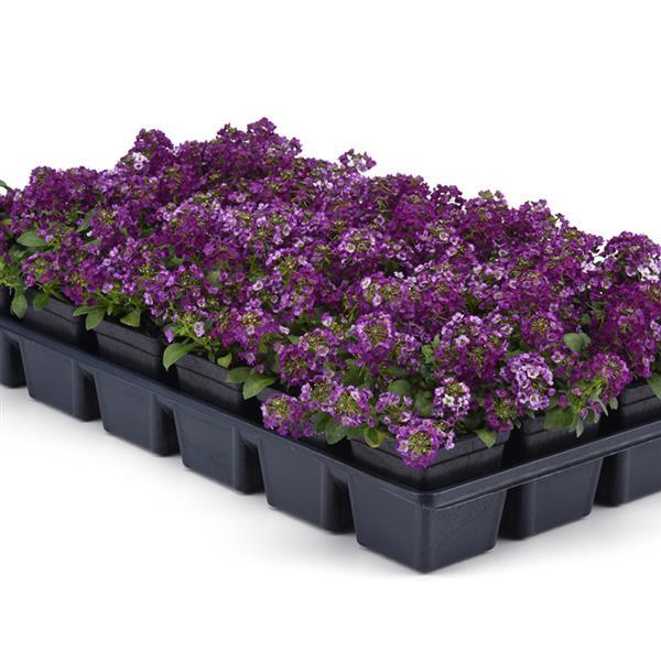 Clear Crystal<sup>®</sup> Purple Shades Greenhouse