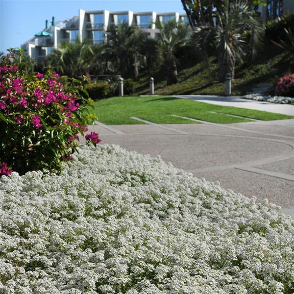 Clear Crystal<sup>®</sup> White Commercial Landscape 4