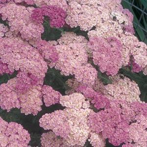Achillea millefolium Pretty Belinda Bloom