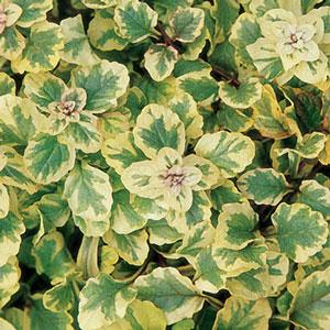 Ajuga reptans Golden Glow Bloom