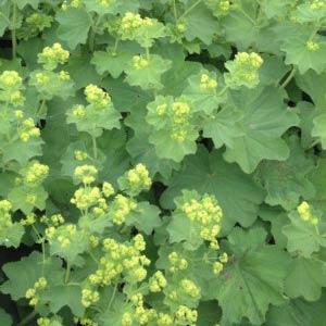 Alchemilla mollis  Bloom
