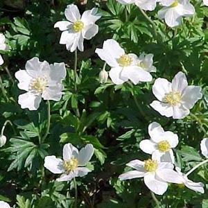 Anemone sylvestris  Bloom