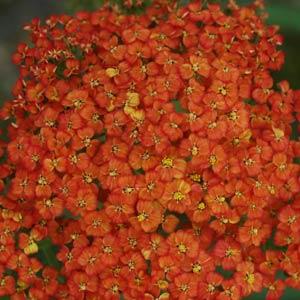 Achillea millefolium Peggy Sue Bloom