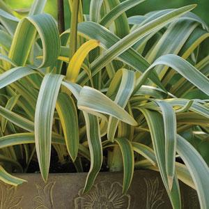 Agapanthus Gold Strike Bloom