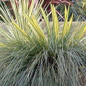 Lomandra Seascape Bloom