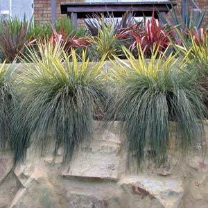Lomandra Seascape Landscape