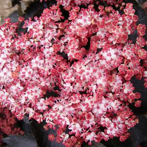 Sambucus BLACK TOWER Bloom