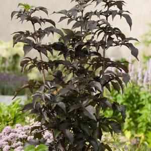 Sambucus BLACK TOWER Container