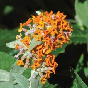 Flutterby Grande<sup>®</sup> Tangerine Dream Bloom