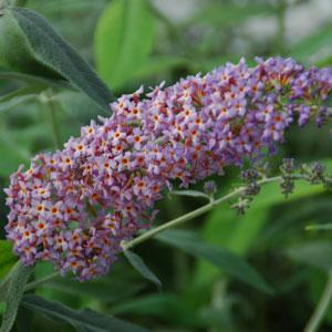 Flutterby Grande<sup>®</sup> Blueberry Cobbler Bloom