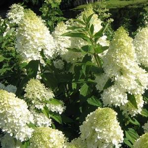 Hydrangea paniculata Sweet Summer Bloom