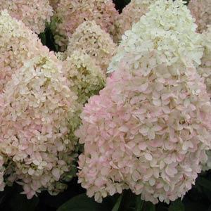 Hydrangea paniculata Sweet Summer Container