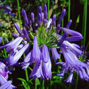 Agapanthus Jonie Bloom