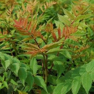 Sorbaria Sem Bloom