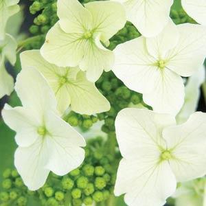 Hydrangea quercifolia Ice Crystal Bloom