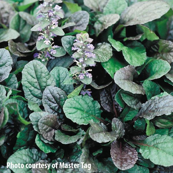 Ajuga reptans Purple Brocade Bloom