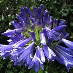 Agapanthus Trumpet King Bloom