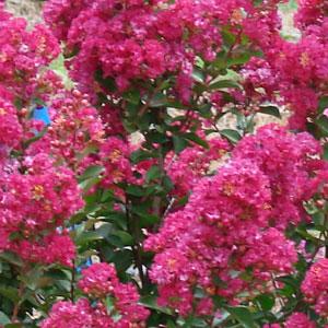 Enduring Summer Fuchsia Bloom