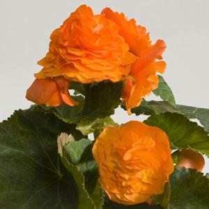 Fortune Apricot Orange Shades Bloom