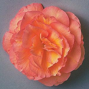 Fortune Peach Shades Bloom