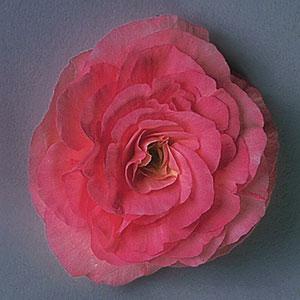 Fortune Rose Bloom