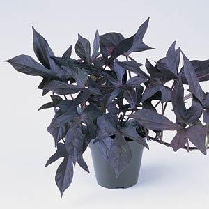 Ipomoea Blackie Container