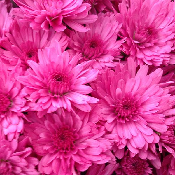 Garden Mum Jazzberry Pink Bloom