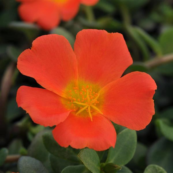 RíoGrande™ Orange Bloom