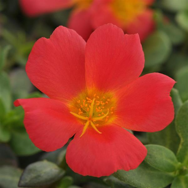 RíoGrande™ Scarlet Bloom