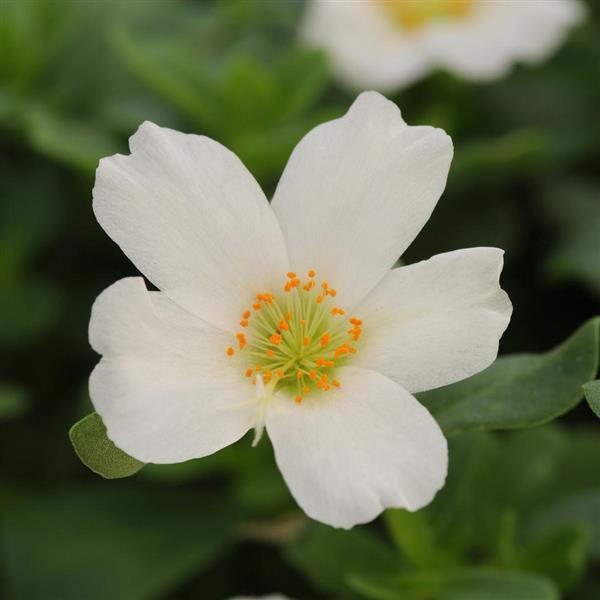 RíoGrande™ White Bloom