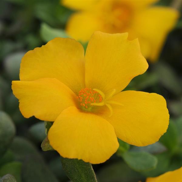 RíoGrande™ Yellow Bloom