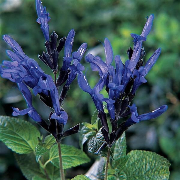 Salvia Black & Blue Bloom