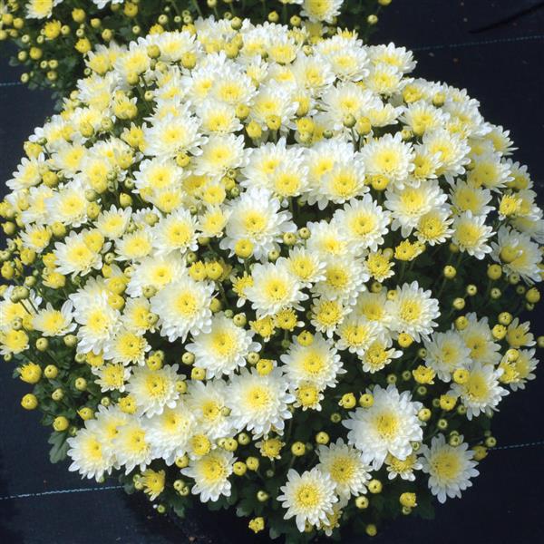 Garden Mum Moonglow White Container