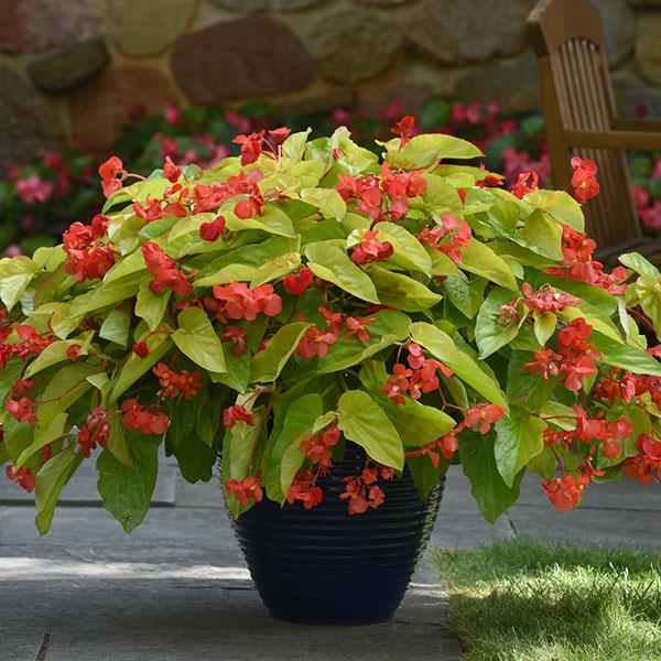 Begonia Vegetative Canary Wings Container