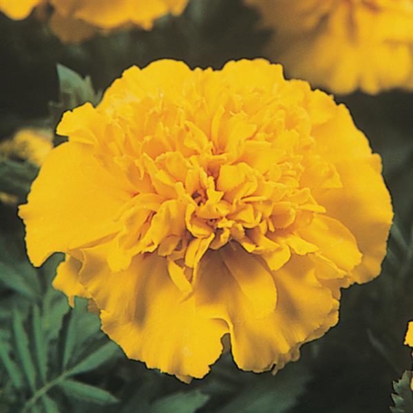 Janie Bright Yellow Bloom