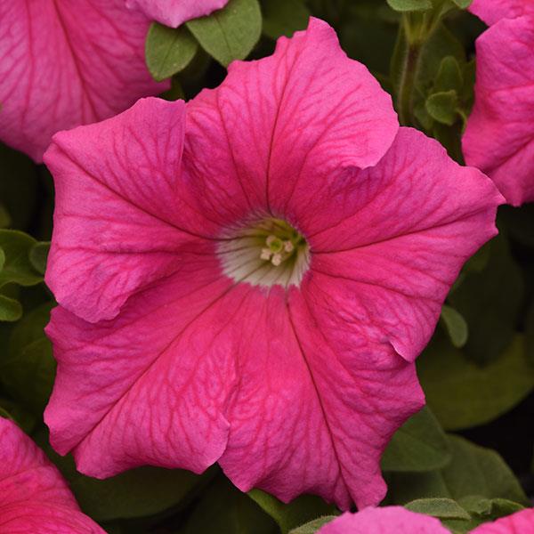 Supercascade Pink Bloom