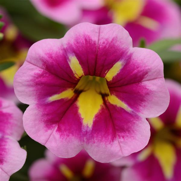 Calibrachoa Bumble Bee™ Pink Bloom